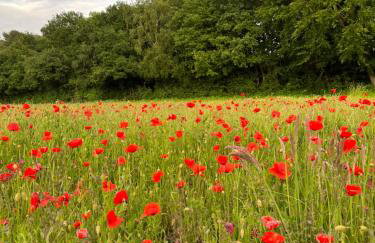 Unbox at Poplar Tree - Photo 36