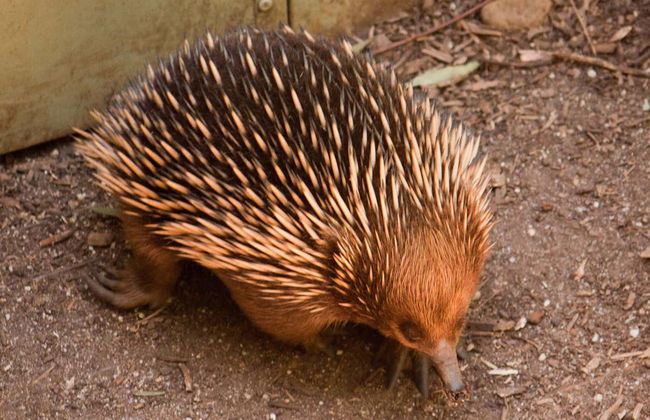 Puffing Billy & Healesville Sanctuary Day Trip - Photo 9