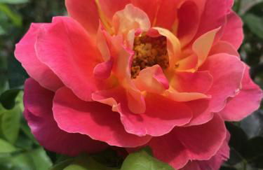 Prairie Star - Foto 18