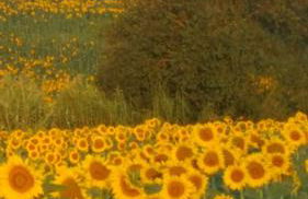 La Casa del Sole - Foto 6