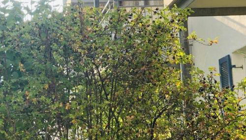 DomiLia Comfortable holiday residence - Foto 3, Other