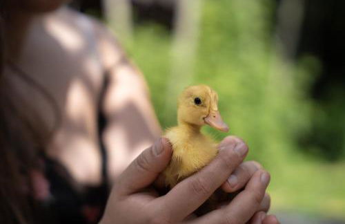 Tribus Lorenz - Wiesgut - Photo 26