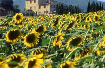 Agriturismo Palazzo Bandino - Wine cellar, on reservation restaurant and spa - Foto 31