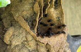 Vale das Rainhas - Photo 24