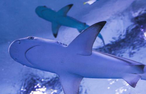 Apartament "DESTINATION" przy AQUAPARKu - Foto 30