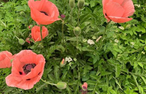 Ferienhaus am See - Photo 39