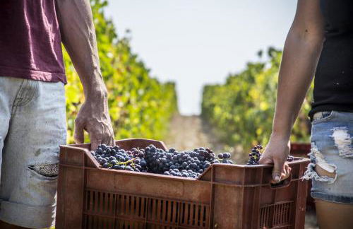 Fattoria di Magliano Winery - Foto 36