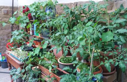 Urlaub mit Charme in der kleinsten Stadt der Pfalz. - Foto 46