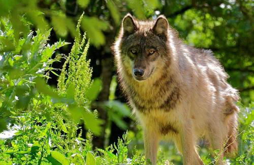 Gîte Le Petit Bois, près de Rocamadour, Padirac - Foto 35