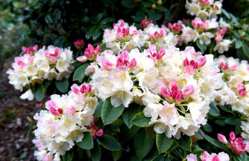 Casas de Pedra - Foto 3