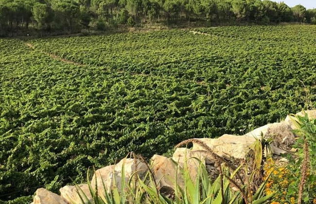 Agriturismo Tenute Pispisa Segesta - Foto 14