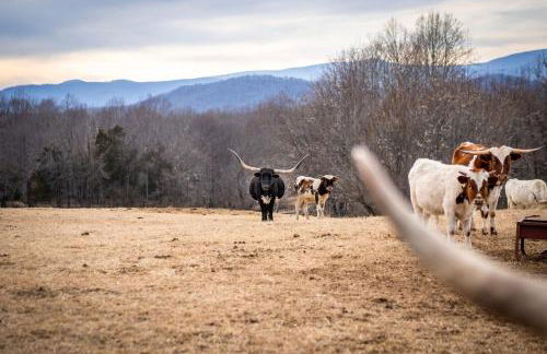 Mountain Mama Ranch - Luxury farmhouse on 200 acres with mountain views, 20mins to Shenandoah, 90mins from DC - Foto 67