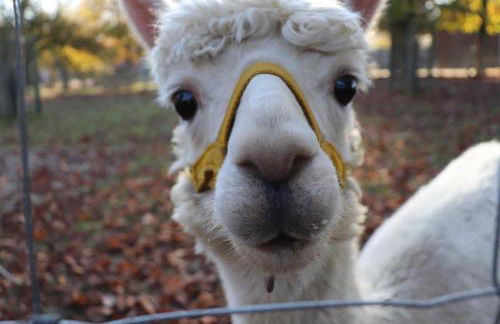 Ferienhaus Robinson Crusoe Schwarzkittelpfad 80 - Foto 16