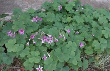 Apartman Patrik - Foto 22