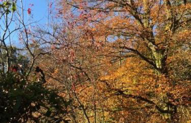 Unique Orchard Lodge for couples with hot tub - Photo 59