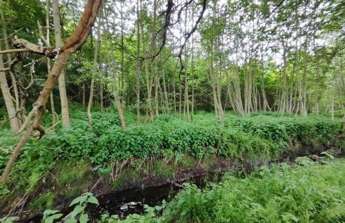 Chalets in nature Nedderhagen - Foto 11