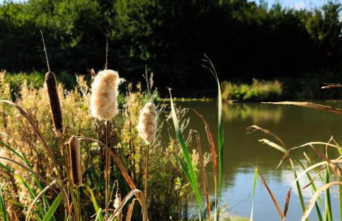The Retreat, Clematis cottages, Stamford - Foto 30