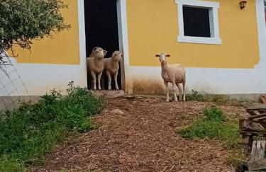Casal da FontAgrão - Foto 5