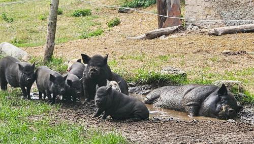 Agroturystyka Stara Huta - Foto 3