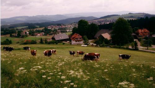 Ferien Auf Dem Steingrubenhof - Foto 4