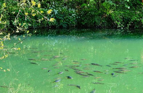 Sunridge Fishing Lodge with Hot Tub & Giant Cinema - Foto 23