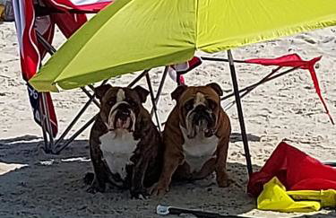 Apartment LILY - Baltic Park Pogorzelica - Foto 22