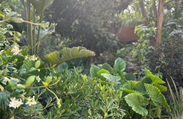 Kipos Mon Repos - Foto 42