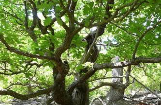 Holiday Home Ederseeblick in Bringhausen am Edersee by Interhome - Foto 28