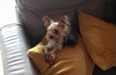 Sosnowy zakątek odpocznij tu - Foto 9