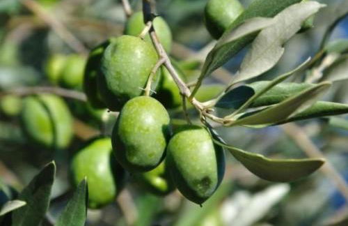 Holiday Home Haus der Olivenbäume by Interhome - Foto 32