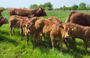 Ferienwohnung Waldrand am Niederrhein Holtwick - Foto 31