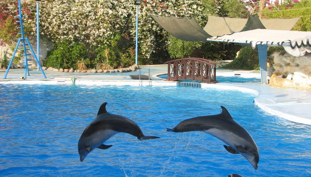 Spettacolo dei Delfini - Foto 2
