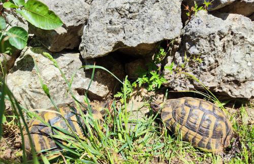 The Old Stone House Dida Jure - Foto 47