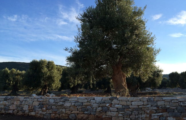 Masseria Capece - Photo 34