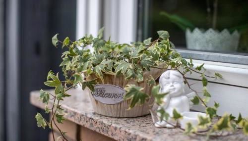 Ferienwohnung Landhaus Swisttal - In der Nähe Phantasialand Brühl und Palmenparadies Therme Euskirchen - Foto 5