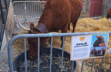 Chalet Emma appartement tout équipé et refait a neuf dans une résidence 3 étoiles - Photo 61