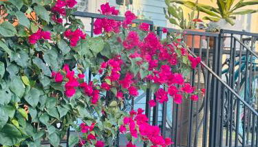 Charming Creole Cottage near French Quarter - Foto 3