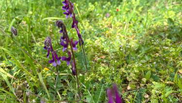 Kyparissia De Wandelboom - Foto 4