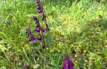 Kyparissia De Wandelboom - Foto 4