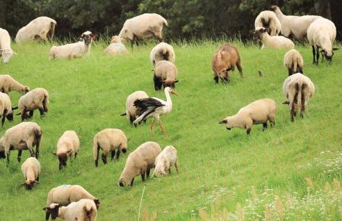 Ferienhaus Villa Elbstrom - Foto 37