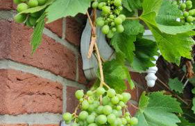 Mutti 's Landhaus - Photo 24