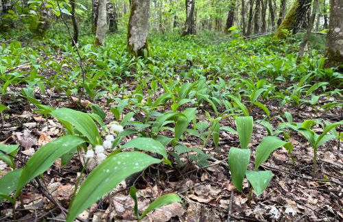 Hennen-Nest - Foto 36
