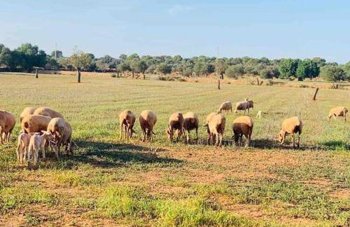 Ses cases noves Llucmajor - Foto 40