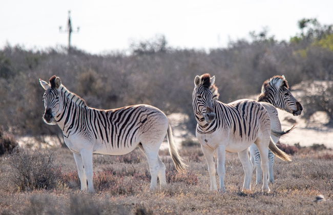 L'Ermitage Quagga Lodge - Photo 42