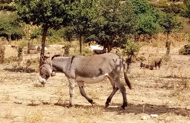 Sardinian Villa Enjoy Stintino With Your Pets ! - Photo 8