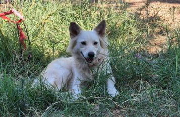 FarmHouse near Airport - Foto 22