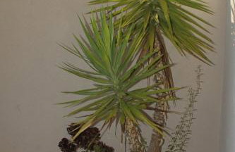 Apartments by the sea Ubli, Lastovo - 8355 - Foto 12