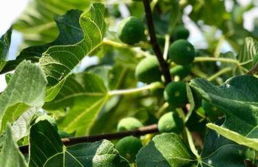 Peaceful house in nature nearby National Park Krka - Photo 45