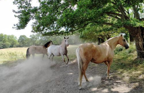 Manoir de L'Aisnerie - Foto 40