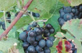 Ferienwohnung Bodensee Fisch - Foto 33